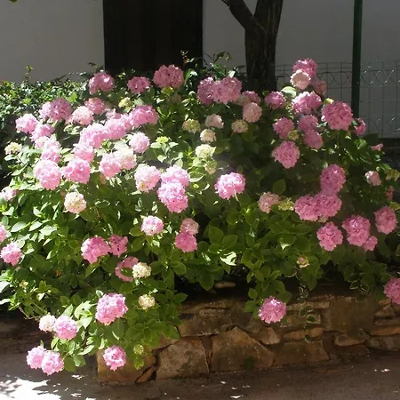 Casa Leona