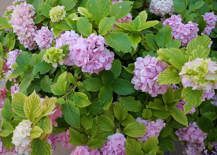 Casa Leona * 로비니